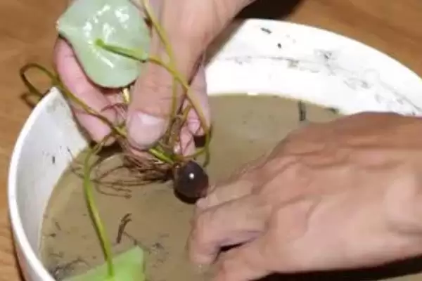 荷花种子如何进行种植呢,荷花种子可直接用塘泥进行养护种植吗插图4 荷花种子如何进行种植呢,荷花种子可直接用塘泥进行养护种植吗插图4