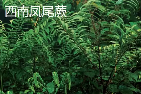 凤尾蕨种类介绍 ,凤尾蕨有哪些不同的种插图3 凤尾蕨种类介绍 ,凤尾蕨有哪些不同的种插图3