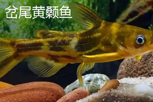 黄颡鱼价格问零售价12-20元,黄颡鱼的价格,这个价格范围对吗?插图4 黄颡鱼价格问零售价12-20元,黄颡鱼的价格,这个价格范围对吗?插图4