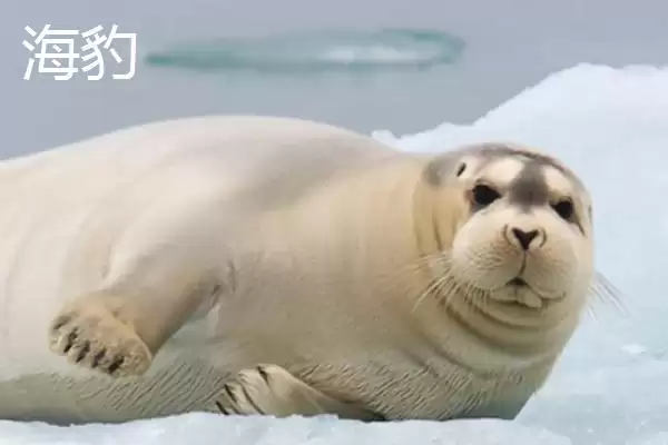 海狮是什么类型的动物呢,海狮是一种水生哺乳动物这一表述对吗插图4 海狮是什么类型的动物呢,海狮是一种水生哺乳动物这一表述对吗插图4