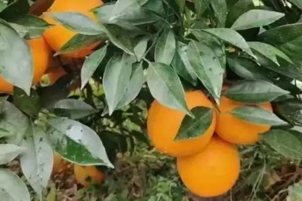 赣南脐橙成熟时间 ,赣南脐橙在几月份会成熟插图2 赣南脐橙成熟时间 ,赣南脐橙在几月份会成熟插图2