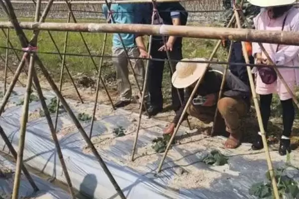 冬瓜苗的移栽时间条件,冬瓜苗长出几片真叶即可移栽时间插图7 冬瓜苗的移栽时间条件,冬瓜苗长出几片真叶即可移栽时间插图7