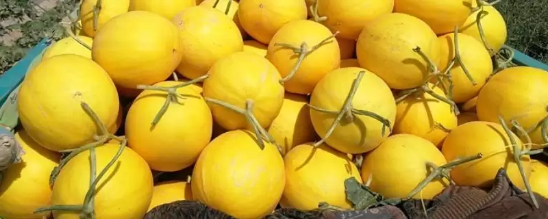 黄河蜜瓜季节属性问题 ,黄河蜜瓜为何是夏季的水果插图 黄河蜜瓜季节属性问题 ,黄河蜜瓜为何是夏季的水果插图