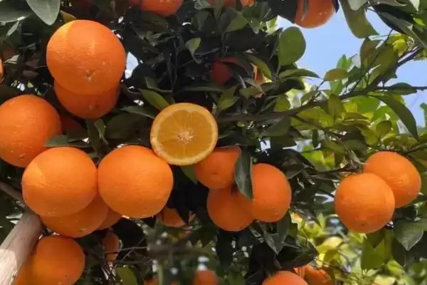赣南脐橙生长年线 ,赣南脐橙的生长周期是怎样的插图2 赣南脐橙生长年线 ,赣南脐橙的生长周期是怎样的插图2