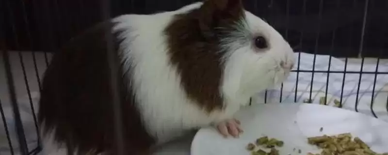 荷兰猪尿路感染有啥症状呢,荷兰猪尿路感染会尿频、尿急、尿尿困难吗插图 荷兰猪尿路感染有啥症状呢,荷兰猪尿路感染会尿频、尿急、尿尿困难吗插图