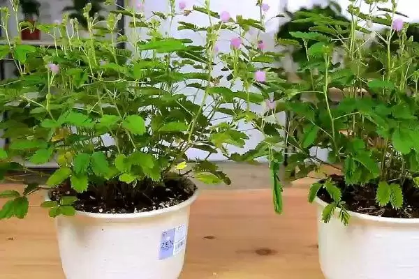 含羞草的养殖方法是什么呢,含羞草养殖要让土壤湿润但不积水吗插图1 含羞草的养殖方法是什么呢,含羞草养殖要让土壤湿润但不积水吗插图1