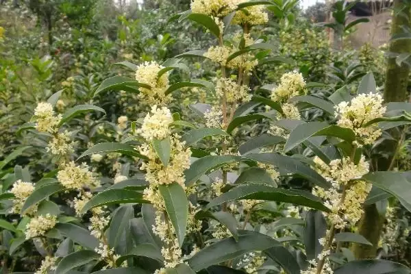 佛顶珠桂花苗价格 ,佛顶珠桂花苗的批发价格是多少插图2 佛顶珠桂花苗价格 ,佛顶珠桂花苗的批发价格是多少插图2