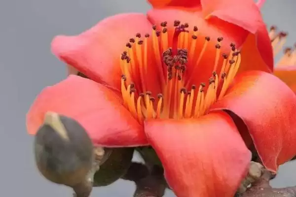 广州市的市花是什么花呢,市花是城市绿色名片广州的市花是啥插图1 广州市的市花是什么花呢,市花是城市绿色名片广州的市花是啥插图1