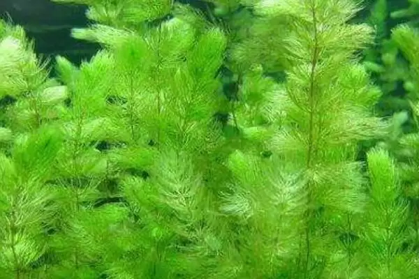 黑藻是真核还是原核生物呢,黑藻属于真核生物这一说法是正确的吗插图3 黑藻是真核还是原核生物呢,黑藻属于真核生物这一说法是正确的吗插图3