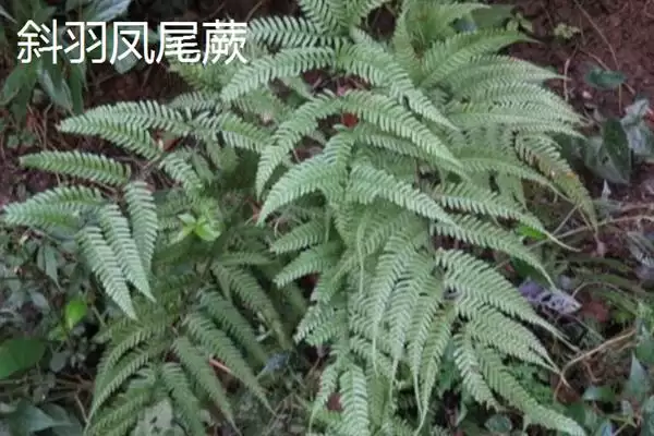 凤尾蕨与黑木蕨差异 ,凤尾蕨和黑木蕨有何区插图12 凤尾蕨与黑木蕨差异 ,凤尾蕨和黑木蕨有何区插图12