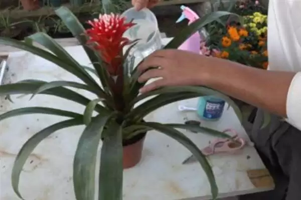 鸿运当头花干了如何修剪呢,鸿运当头花干了需从下方进行剪掉吗插图3 鸿运当头花干了如何修剪呢,鸿运当头花干了需从下方进行剪掉吗插图3