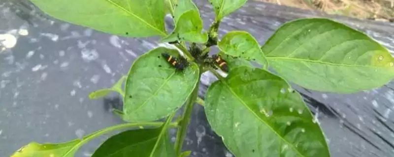 海椒长燕虫如何处理好呢,海椒长燕虫可用黄板或洗衣粉诱杀吗插图 海椒长燕虫如何处理好呢,海椒长燕虫可用黄板或洗衣粉诱杀吗插图