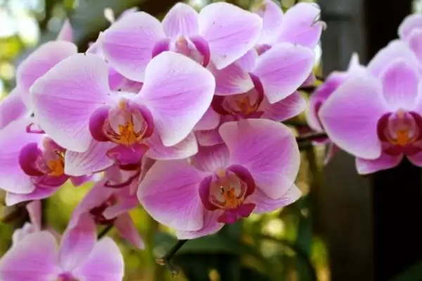 蝴蝶兰养护方法春夏咋追肥进行养护,蝴蝶兰花的养护方法,春夏咋追复合肥?插图2 蝴蝶兰养护方法春夏咋追肥进行养护,蝴蝶兰花的养护方法,春夏咋追复合肥?插图2
