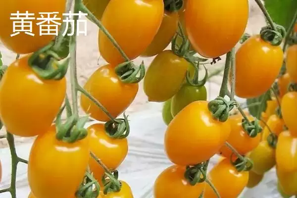 红番茄、黑番茄、黄番茄的区别,红、黑、黄番茄在栽培技术上有明显不同吗插图3 红番茄、黑番茄、黄番茄的区别,红、黑、黄番茄在栽培技术上有明显不同吗插图3
