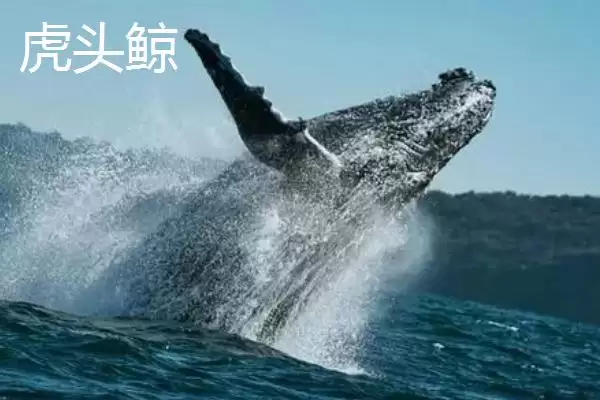 虎头鲸与虎鲸两者不是同一品种吗,虎头鲸是虎鲸吗,它们有何不同呢?插图2 虎头鲸与虎鲸两者不是同一品种吗,虎头鲸是虎鲸吗,它们有何不同呢?插图2
