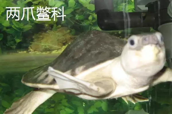 龟的种类主要有哪些呢,龟共有12科分别是哪些种类呢插图4 龟的种类主要有哪些呢,龟共有12科分别是哪些种类呢插图4