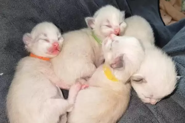刚出生小猫死亡抢救 ,刚出生的小猫即将死亡如何进行抢救插图2 刚出生小猫死亡抢救 ,刚出生的小猫即将死亡如何进行抢救插图2