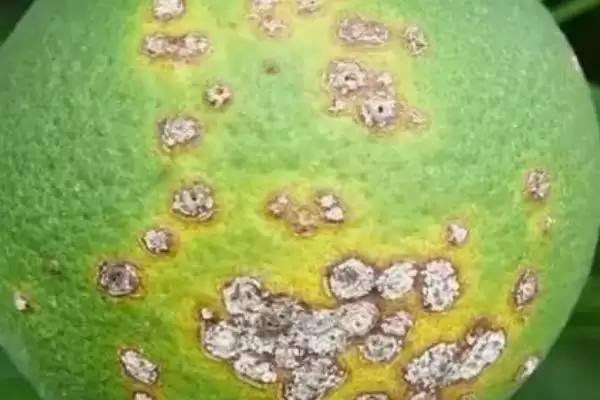 柑橘溃疡病危害症状 ,柑橘溃疡病有哪些危害和症状插图1 柑橘溃疡病危害症状 ,柑橘溃疡病有哪些危害和症状插图1