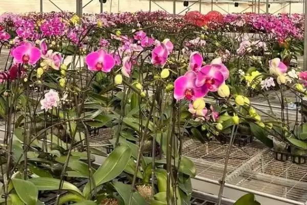 蝴蝶兰养护方法春夏咋追肥进行养护,蝴蝶兰花的养护方法,春夏咋追复合肥?插图1 蝴蝶兰养护方法春夏咋追肥进行养护,蝴蝶兰花的养护方法,春夏咋追复合肥?插图1