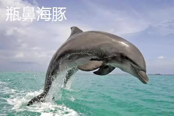 海豚是什么类型的动物呢,海豚属于哺乳动物这一类型是正确的吗插图4 海豚是什么类型的动物呢,海豚属于哺乳动物这一类型是正确的吗插图4