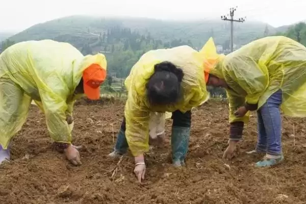 花生种子品种鲁花9号10号好吗,花生种子哪个品种好,有哪些优良品种?插图11 花生种子品种鲁花9号10号好吗,花生种子哪个品种好,有哪些优良品种?插图11