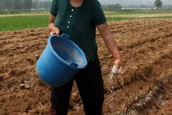 过磷酸钙有几种施用方式呢,过磷酸钙可作基肥等多种方式施用吗插图1 过磷酸钙有几种施用方式呢,过磷酸钙可作基肥等多种方式施用吗插图1