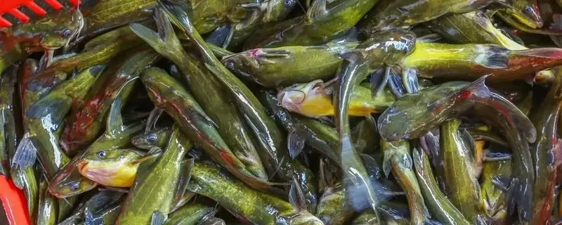 黄骨鱼鱼种问确实属于淡水鱼,黄骨鱼是什么鱼，分类准确吗？-会东网