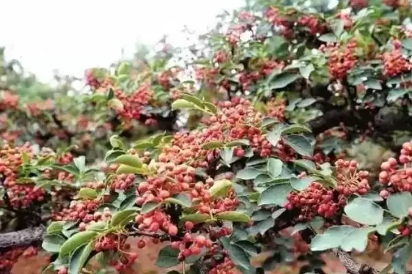 花椒树种植式嫁接选芽接枝接好吗,花椒树的种植方式,嫁接常用方式有啥?插图2 花椒树种植式嫁接选芽接枝接好吗,花椒树的种植方式,嫁接常用方式有啥?插图2