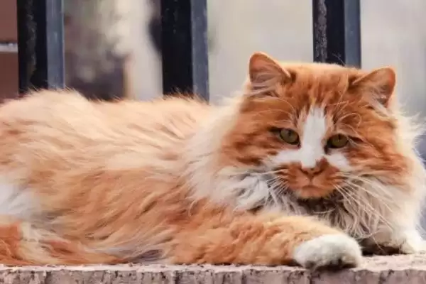 公猫绝育后乱拉乱尿原因 ,公猫绝育后乱拉乱尿是什么原因导致的插图1 公猫绝育后乱拉乱尿原因 ,公猫绝育后乱拉乱尿是什么原因导致的插图1