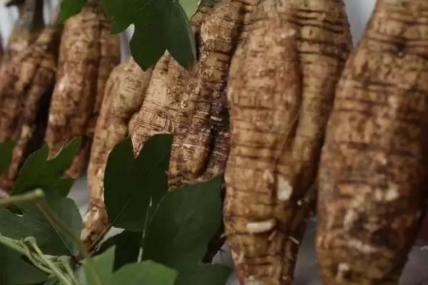 葛根收获时间季节 ,葛根的收获时间在什么时候插图1 葛根收获时间季节 ,葛根的收获时间在什么时候插图1