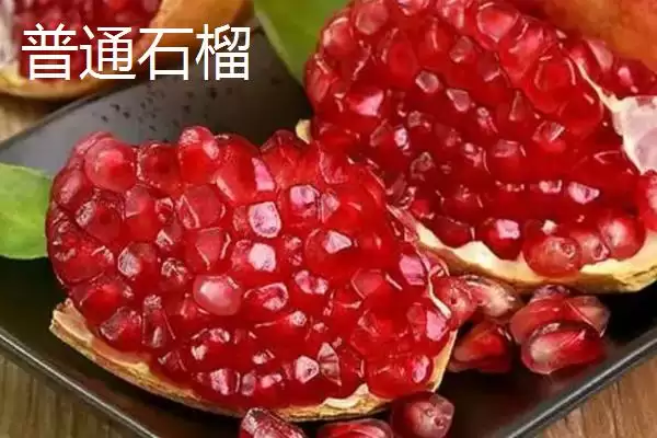 红玉软籽石榴的产地主要在哪,红玉软籽石榴以四川攀西地区为主产区吗插图3 红玉软籽石榴的产地主要在哪,红玉软籽石榴以四川攀西地区为主产区吗插图3