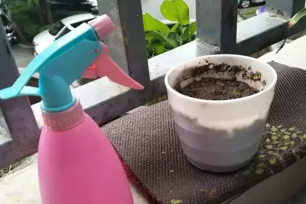 含羞草怎么养才能爆盆呢,含羞草每隔1-2周施稀氮肥能爆盆吗插图2