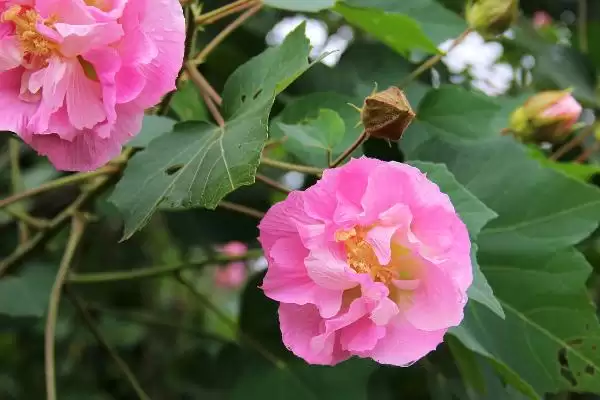 芙蓉花花语含义 ,芙蓉花的花语具有什么意义和内插图2 芙蓉花花语含义 ,芙蓉花的花语具有什么意义和内插图2
