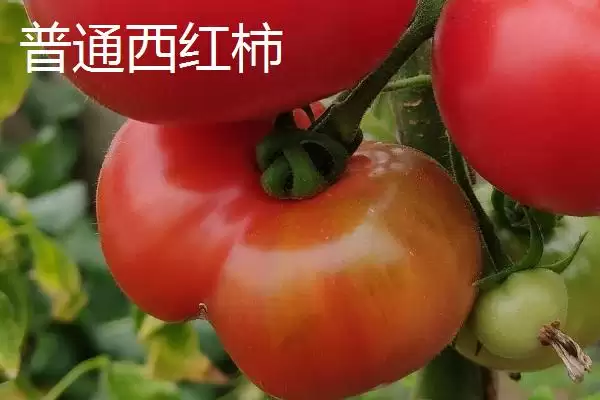 冬季药剂催红西红柿要点,冬季如何用药剂催红西红柿及要点插图3 冬季药剂催红西红柿要点,冬季如何用药剂催红西红柿及要点插图3