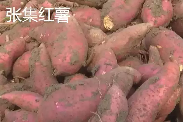 湖北老河口特产8种特产值得带走吗,湖北老河口有哪些值得带走的特产?插图5 湖北老河口特产8种特产值得带走吗,湖北老河口有哪些值得带走的特产?插图5