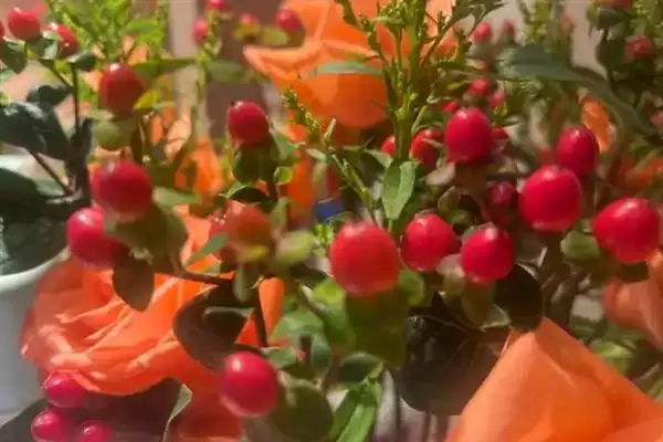 红果金丝桃的花语有啥寓意,红果金丝桃花语寓意娇媚诱惑、迷信等吗插图4 红果金丝桃的花语有啥寓意,红果金丝桃花语寓意娇媚诱惑、迷信等吗插图4