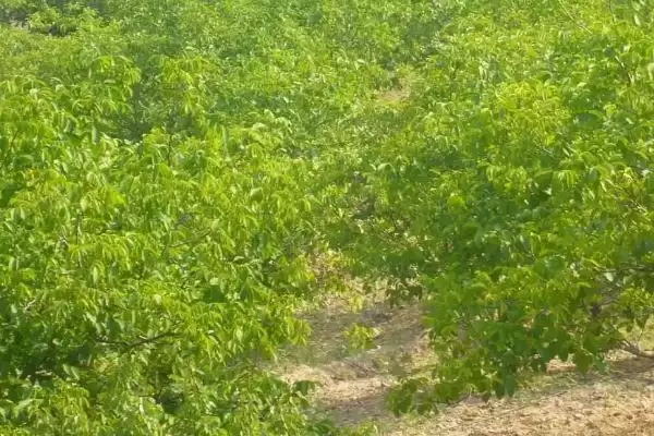 核桃树几年才能结果实呢,核桃实生苗结果需要5-10年的时间吗插图5 核桃树几年才能结果实呢,核桃实生苗结果需要5-10年的时间吗插图5