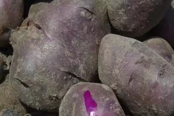 黑土豆什么品种比较好呢,黑金刚和黑美人土豆是黑土豆好品种吗插图1 黑土豆什么品种比较好呢,黑金刚和黑美人土豆是黑土豆好品种吗插图1