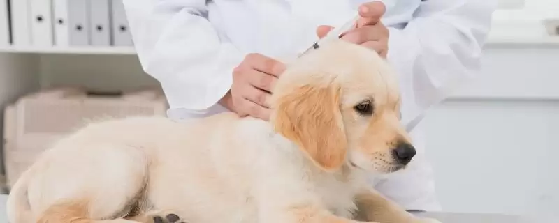 狗狗注射疫苗有何注意点,狗狗生病期间不能注射疫苗是真的吗插图 狗狗注射疫苗有何注意点,狗狗生病期间不能注射疫苗是真的吗插图