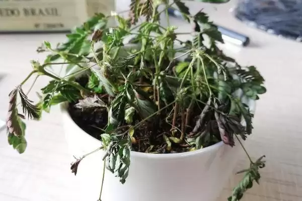 含羞草怎么养才能爆盆呢,含羞草每隔1-2周施稀氮肥能爆盆吗插图5