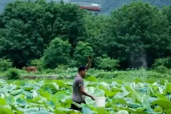 荷花有哪些特点和特性呢,荷花叶子形状为圆形盾状是其特点吗插图4 荷花有哪些特点和特性呢,荷花叶子形状为圆形盾状是其特点吗插图4