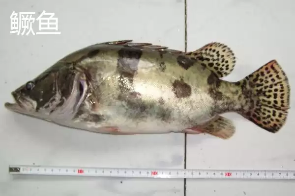 鳜鱼有着怎样的简介呢,鳜鱼是名贵淡水经济鱼种是其简介吗插图4 鳜鱼有着怎样的简介呢,鳜鱼是名贵淡水经济鱼种是其简介吗插图4