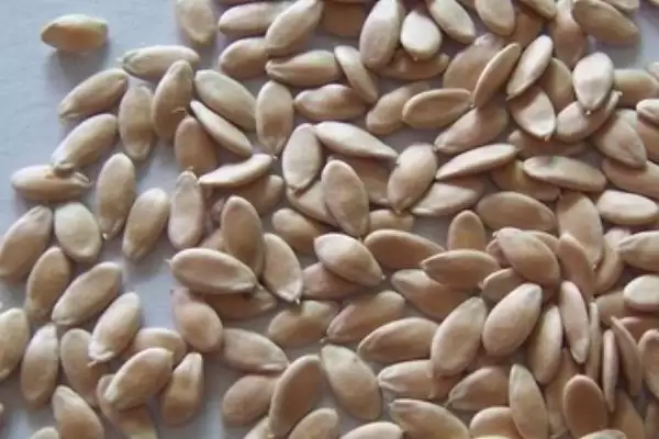 黄瓜白菜种子使用期限 ,黄瓜种子使用为何不得超 3 年插图1