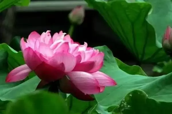 荷花夏季、秋季、冬季啥样呢,荷花冬季荷叶会完全干枯是这种状态吗插图2 荷花夏季、秋季、冬季啥样呢,荷花冬季荷叶会完全干枯是这种状态吗插图2