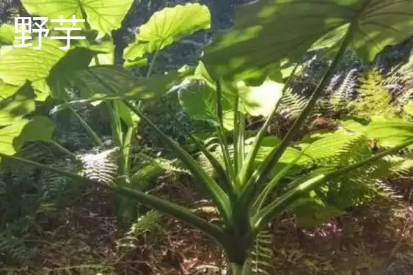 广芋的产地主要在哪里呢,广芋在我国产于云南、广西等省份吗插图3 广芋的产地主要在哪里呢,广芋在我国产于云南、广西等省份吗插图3