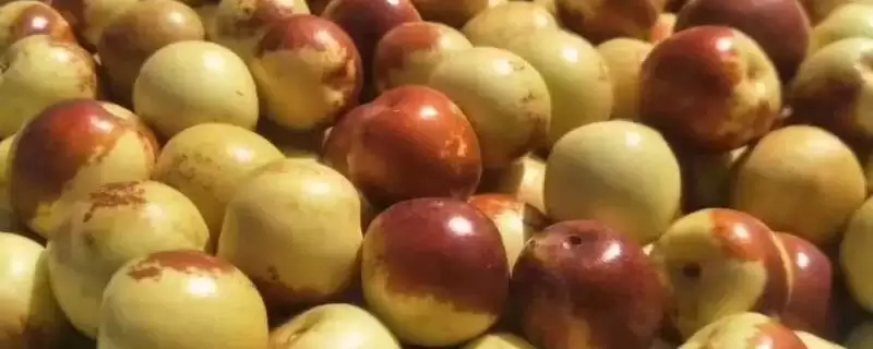 冬枣树苗的挂果时间,冬枣树苗几年开始挂果的时间插图 冬枣树苗的挂果时间,冬枣树苗几年开始挂果的时间插图