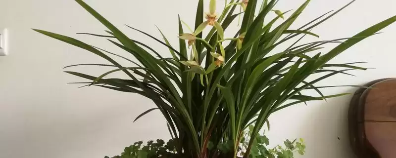 家庭兰花养殖复合化肥稀释浇,家庭兰花的养殖方法,施肥方式合适吗?插图 家庭兰花养殖复合化肥稀释浇,家庭兰花的养殖方法,施肥方式合适吗?插图