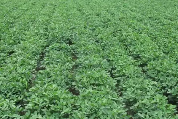 花生成熟遇雨连续雨天该如何应对,花生成熟碰到连续雨天怎么办,措施有效?插图1 花生成熟遇雨连续雨天该如何应对,花生成熟碰到连续雨天怎么办,措施有效?插图1