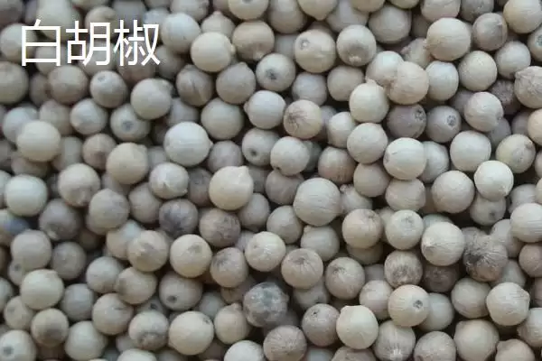 黑胡椒和白胡椒有何区别呢,黑胡椒和白胡椒在加工和使用方法上有差异吗插图2 黑胡椒和白胡椒有何区别呢,黑胡椒和白胡椒在加工和使用方法上有差异吗插图2