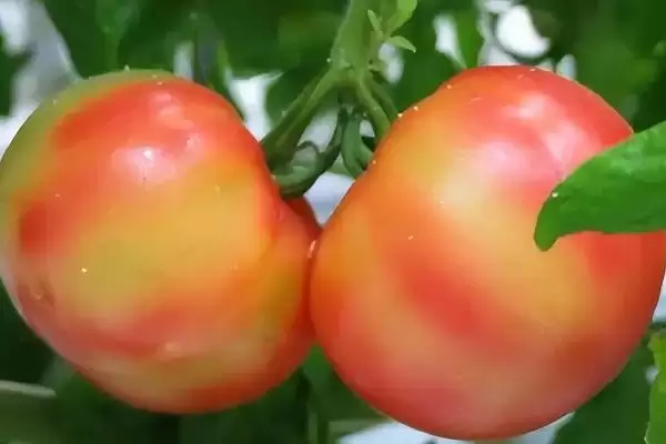 番茄转色不良原因,番茄转色不良的原因有哪些方面插图3 番茄转色不良原因,番茄转色不良的原因有哪些方面插图3
